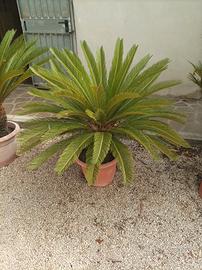Cycas 
