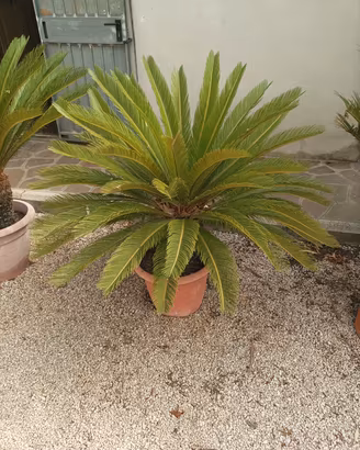 Cycas 