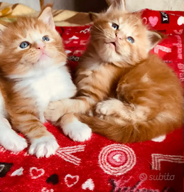 Maschietti Maine Coon con pedigree tg XXXL