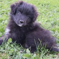 Cucciolo pastore del lagorai/pastore australiano