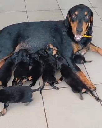 Cani da caccia Slovensky Kopov