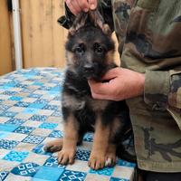 Cucciola pastore tedesco