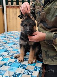 Cucciola pastore tedesco