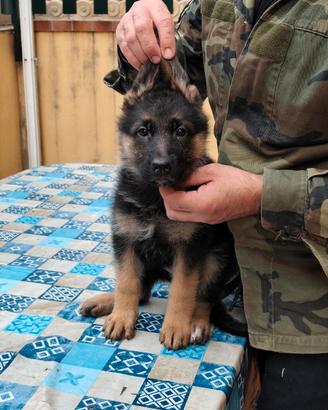 Cucciola pastore tedesco