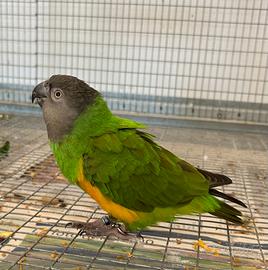 Pappagalli del Senegal ??