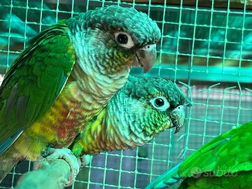 Parrocchetti guance verdi