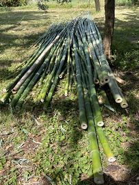 Canne di bamboo