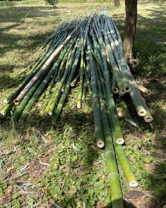 Canne di bamboo
