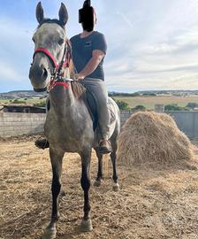 Cavallo anglo arabo