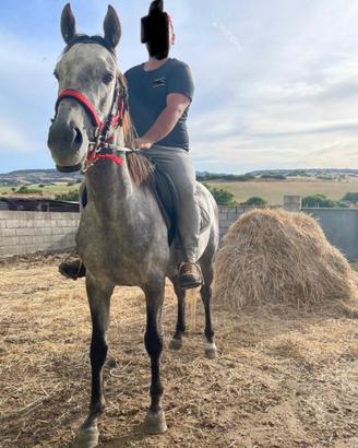 Cavallo anglo arabo