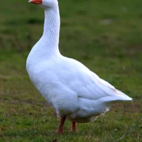 Oca bianca femmina