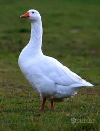 Oca bianca femmina