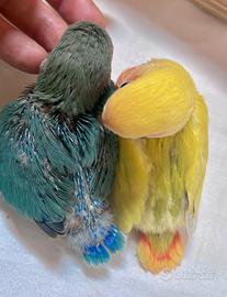 Inseparabili