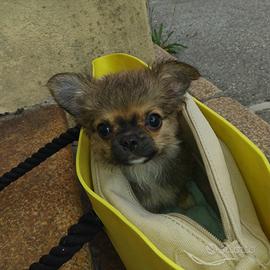 Chihuahua
