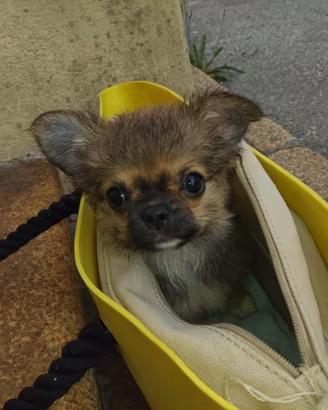 Chihuahua
