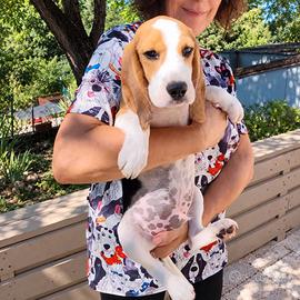Beagle cuccioli di 4 mesi