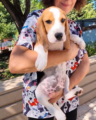 Beagle cuccioli di 4 mesi