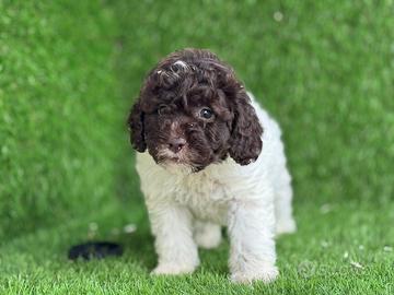 Lagotto romagnolo