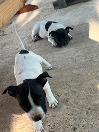 Cuccioli staffy