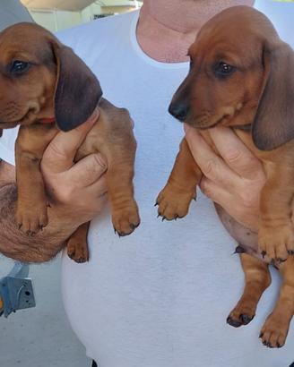 Cuccioli bassotti nano a pelo raso