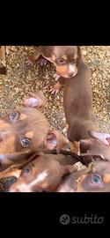 Pitbull tricolor