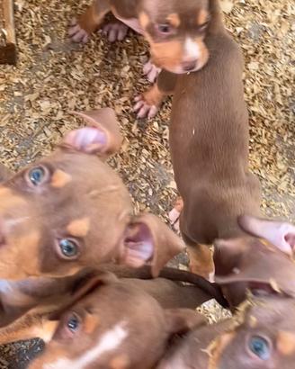 Pitbull tricolor
