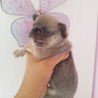 Chihuahua di razza