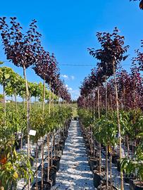 prunus pissardi 