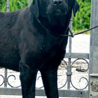 Femmina di Labrador NERA