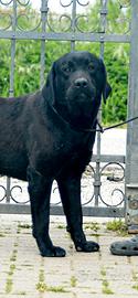 Femmina di Labrador NERA