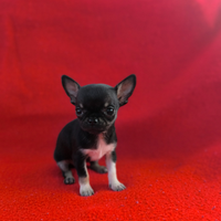 Chihuahua pelo corto