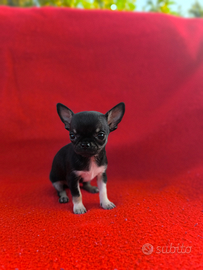 Chihuahua pelo corto