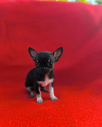 Chihuahua pelo corto