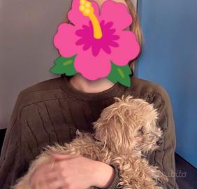 Barboncina/ Maltese/ MALTIPOO TOY