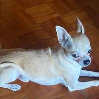 Chihuahua per monta