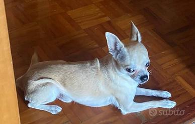 Chihuahua per monta