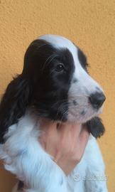 Disponibili meravigliosi cuccioli di cocker spanie