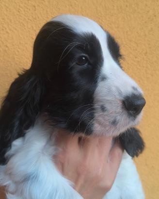 Disponibili meravigliosi cuccioli di cocker spanie