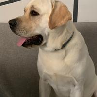 Labrador retriver