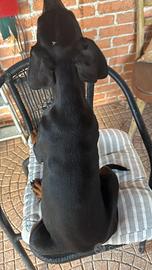 Cucciolo di dobermann