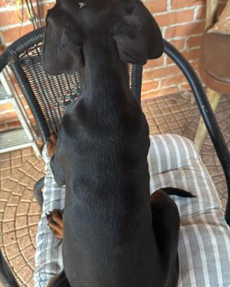Cucciolo di dobermann