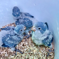 Pulli di Parrocchetto Monaco