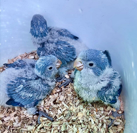 Pulli di Parrocchetto Monaco