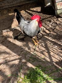 Gallo Livornese