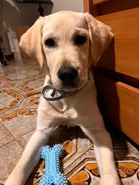 Labrador retriever originale