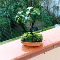 mini bonsai di quercia leccio 