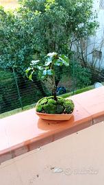 mini bonsai di quercia leccio 