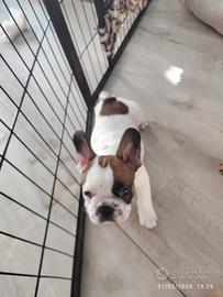 Bulldog francese 90 GG ENCI