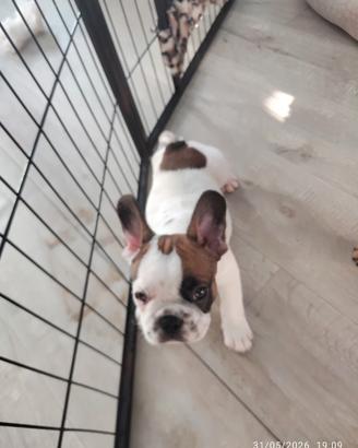 Bulldog francese 90 GG ENCI