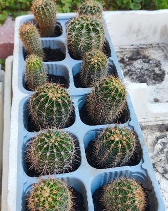 Piante grasse varie e aloe vera